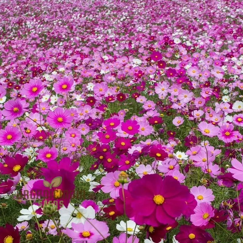 Mixed Wildflower Seeds for Vibrant Gardening Enthusiasts: Enhance Your Garden with Nature's Diversity
