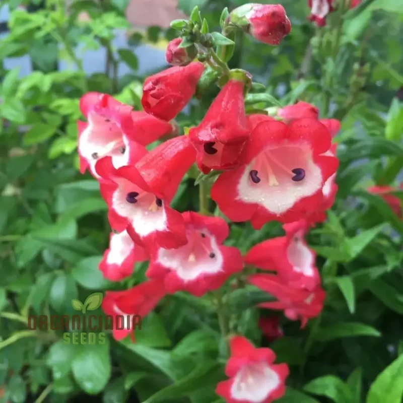 Hartwegii Scarlet Queen Flower Seed for Planting, Penstemon Hartwegii Seeds, Red Herb Flower Seed - Non-GMO Heirloom Flower Seeds