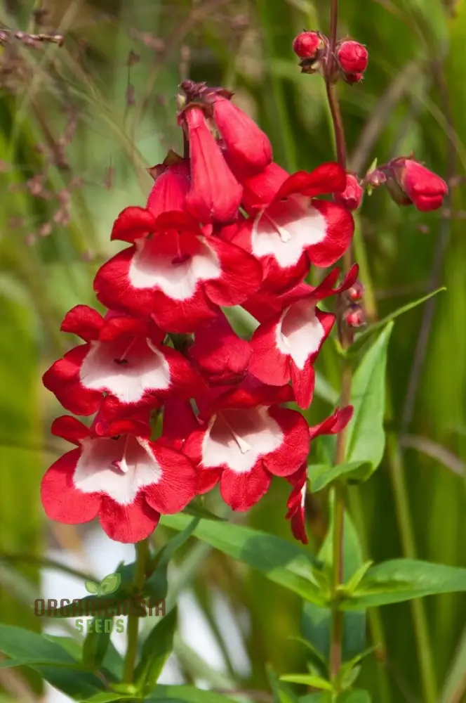 Hartwegii Scarlet Queen Flower Seed for Planting, Penstemon Hartwegii Seeds, Red Herb Flower Seed - Non-GMO Heirloom Flower Seeds