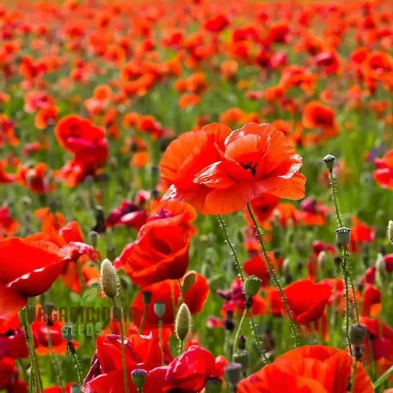 Premium Red Flanders Poppy Flower Seeds for Vibrant Blooms | Gardening Essentials for Stunning Floral Displays
