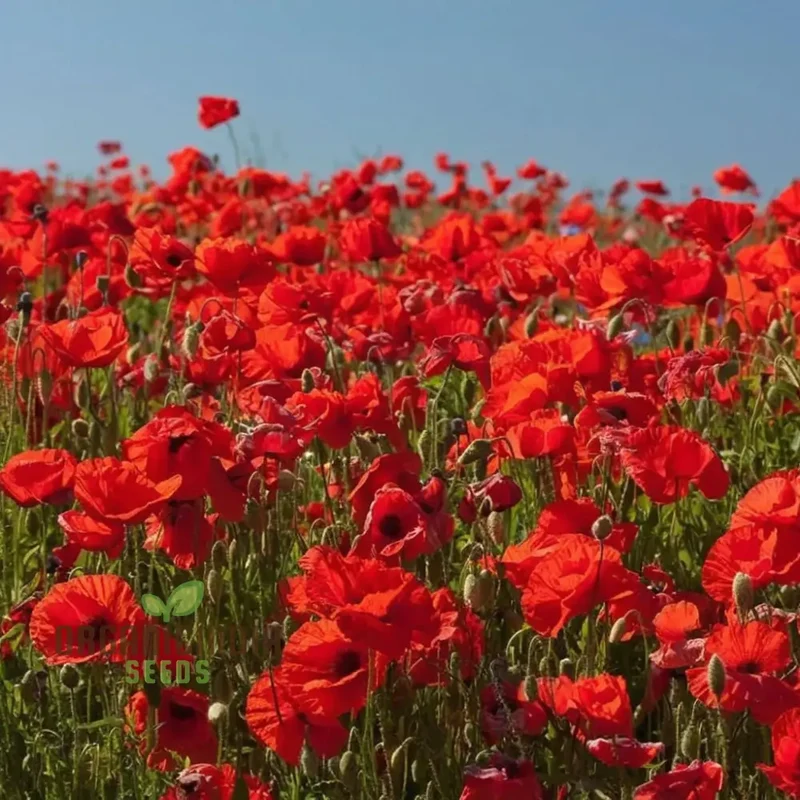 Premium Red Flanders Poppy Flower Seeds for Vibrant Blooms | Gardening Essentials for Stunning Floral Displays