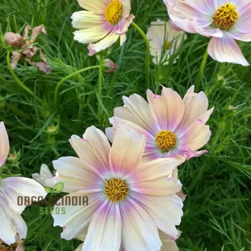 Vibrant Cosmos Bipinnatus flower Seeds, Easy-to-Grow, Colorful Blooms, Ideal for Garden