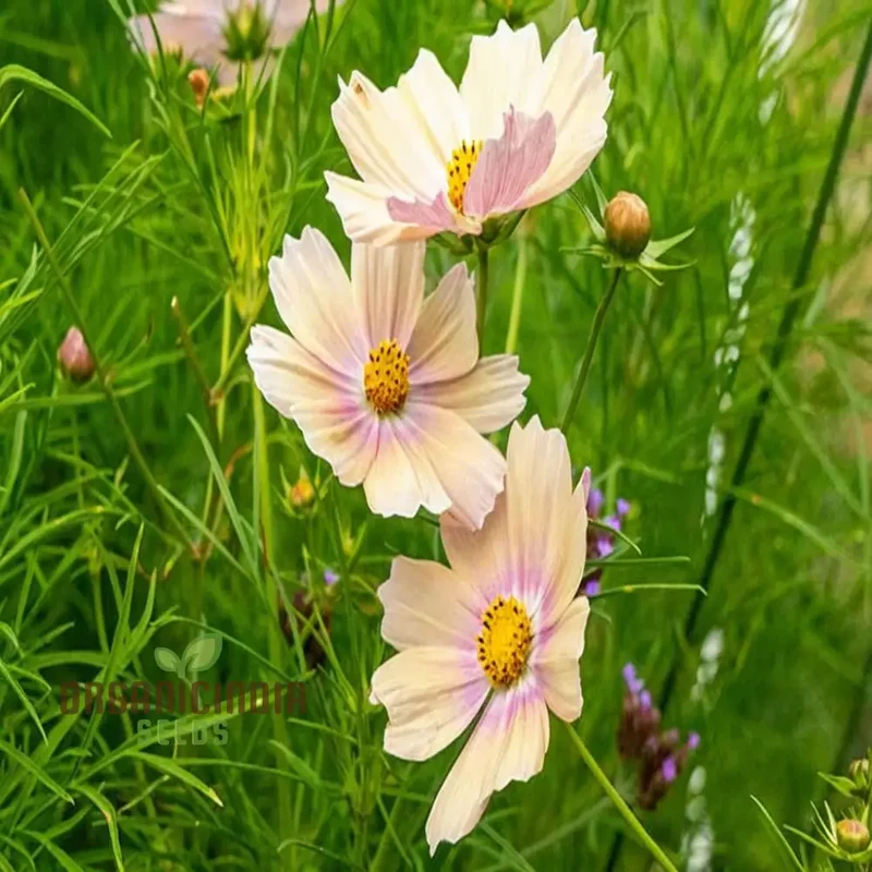 Vibrant Cosmos Bipinnatus flower Seeds, Easy-to-Grow, Colorful Blooms, Ideal for Garden