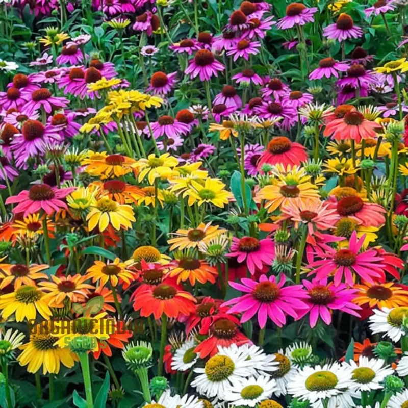 Mixed Coneflower Seeds for Planting, A Comprehensive Guide to Gardening with Echinacea for a Vibrant and Healthy Garden