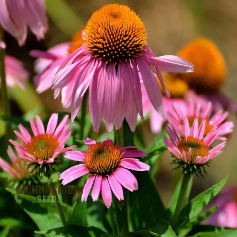 Mixed Coneflower Seeds for Planting, A Comprehensive Guide to Gardening with Echinacea for a Vibrant and Healthy Garden
