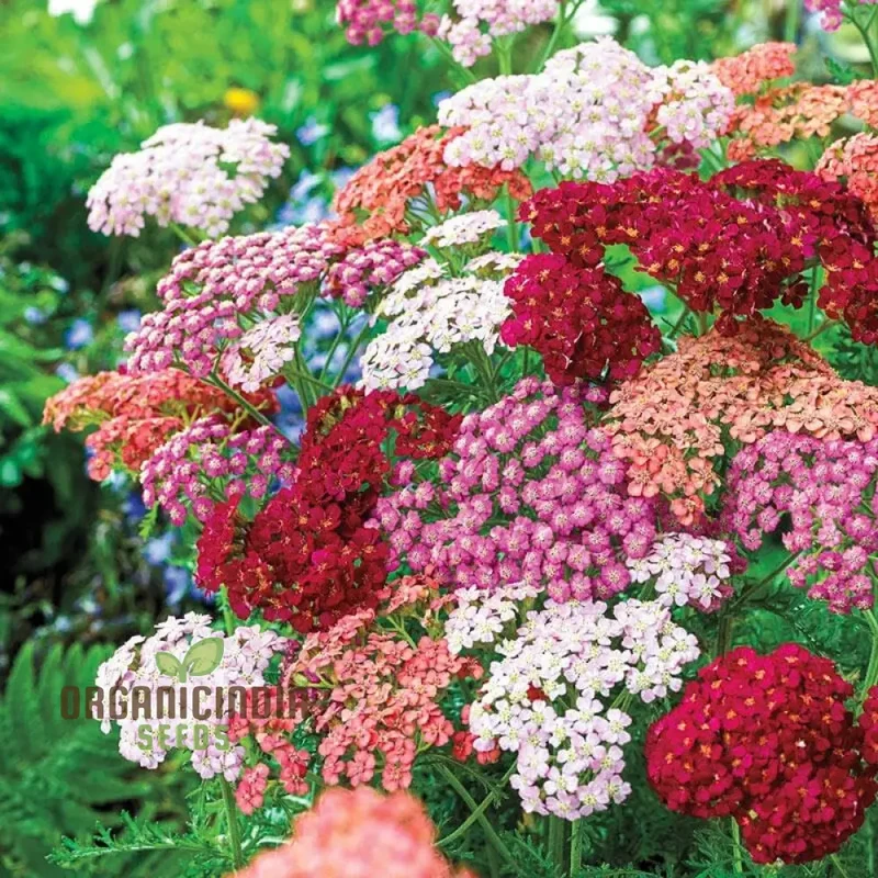 Yarrow Western Flower Seeds for Planting - 1500 Mixed Yarrow Western Flower Seeds Non GMO & Heirloom Seeds Garden Flower Seeds