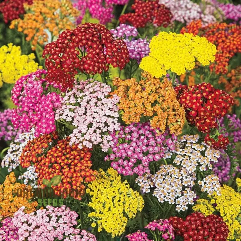 Yarrow Western Flower Seeds for Planting - 1500 Mixed Yarrow Western Flower Seeds Non GMO & Heirloom Seeds Garden Flower Seeds