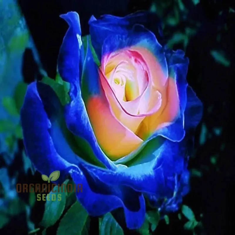 Rose Flower Seeds for Planting – Mixed Color Garden Blooms for Outdoor Landscaping