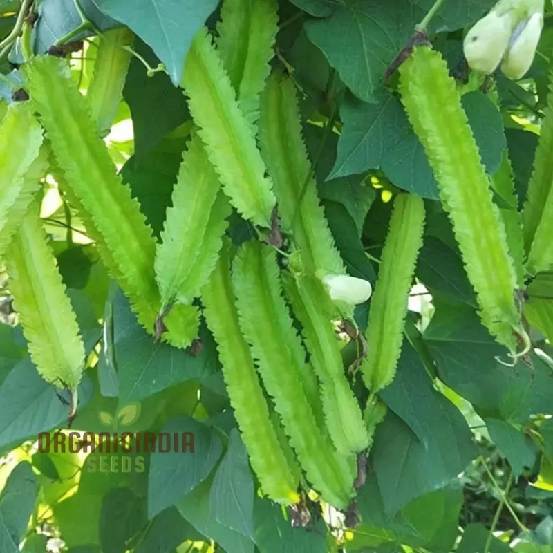 Winged Bean Vegetable Seeds, Grow Delicious and Nutritious Beans in Your Garden Seeds For Planting