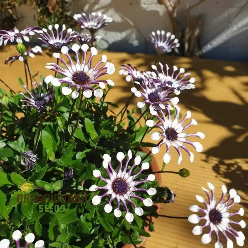 Rare Blue Daisy Flower Seeds, Essential for Gardening and Planting Enthusiasts