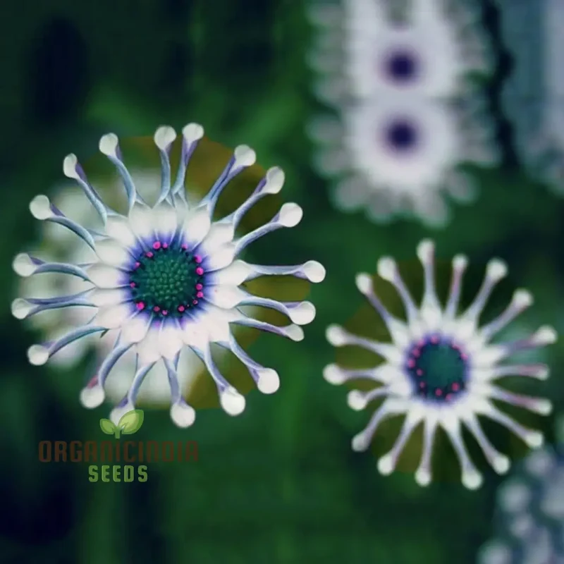 Rare Blue Daisy Flower Seeds, Essential for Gardening and Planting Enthusiasts