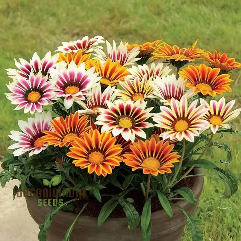 Vibrant Gazania Mix Flower Seeds, Easy to Grow, Drought Tolerant, Perfect for Colorful Gardens