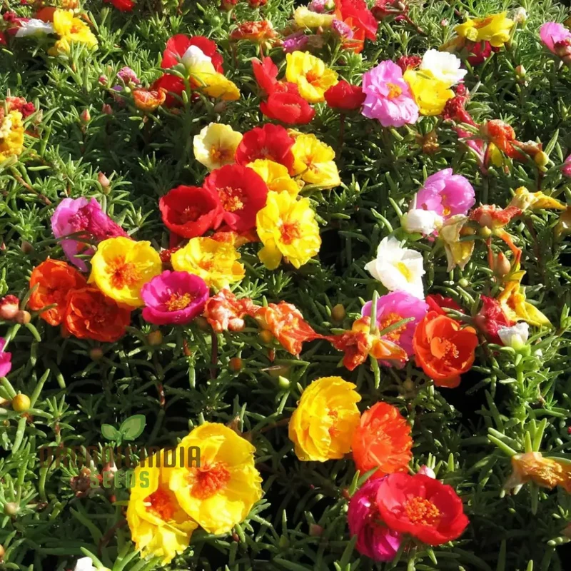 Grow Your Garden with Vibrant Annual Portulaca Oleracea Scarlet Shades Purslane Succulent Seeds for Planting - Perfect for Your Gardening Adventure!