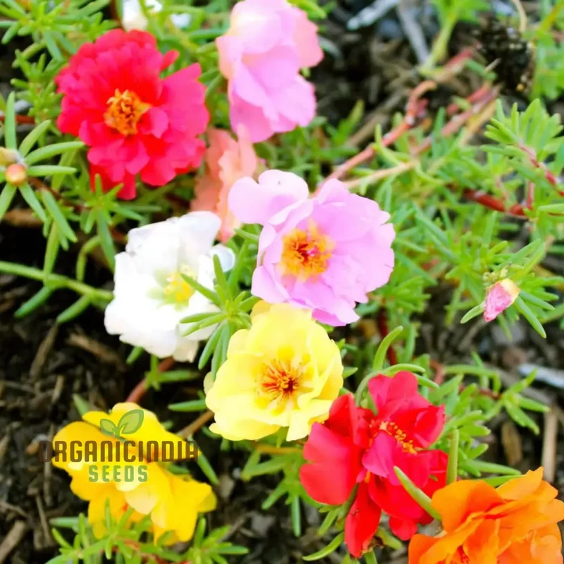 Grow Your Garden with Vibrant Annual Portulaca Oleracea Scarlet Shades Purslane Succulent Seeds for Planting - Perfect for Your Gardening Adventure!