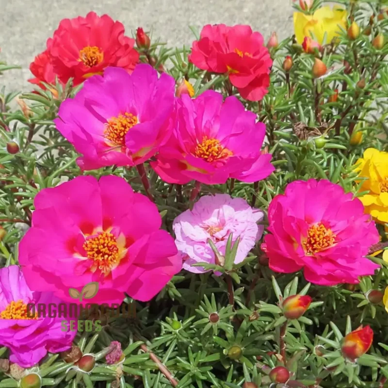 Grow Your Garden with Vibrant Annual Portulaca Oleracea Scarlet Shades Purslane Succulent Seeds for Planting - Perfect for Your Gardening Adventure!