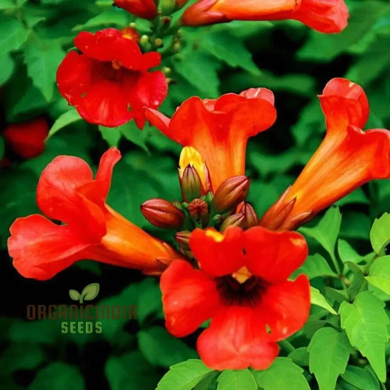 Trumpet Vine Seeds (Dark Red Hummingbird Trumpet Vine Seeds) - Dramatic Blooms That Attract Hummingbirds
