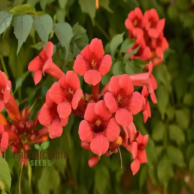 Trumpet Vine Seeds (Dark Red Hummingbird Trumpet Vine Seeds) - Dramatic Blooms That Attract Hummingbirds