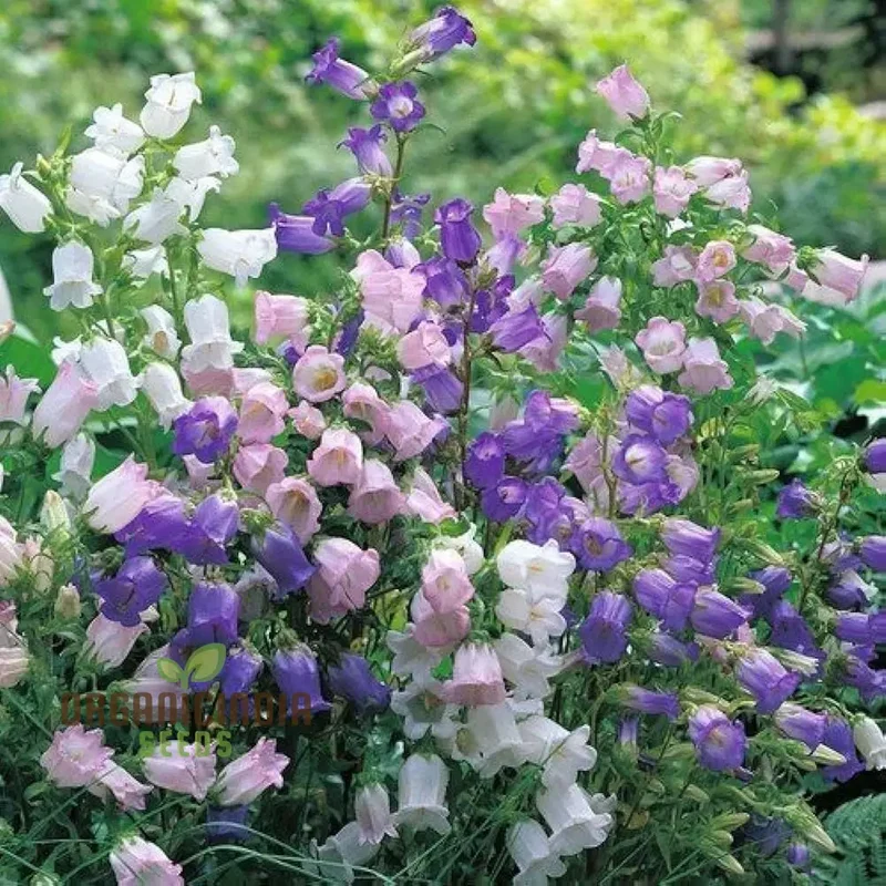 Biennial Campanula Canterbury Bells Flower Seeds for Exquisite Gardening Delights: Grow Your Own Tranquil Oasis with these Exquisite Seeds