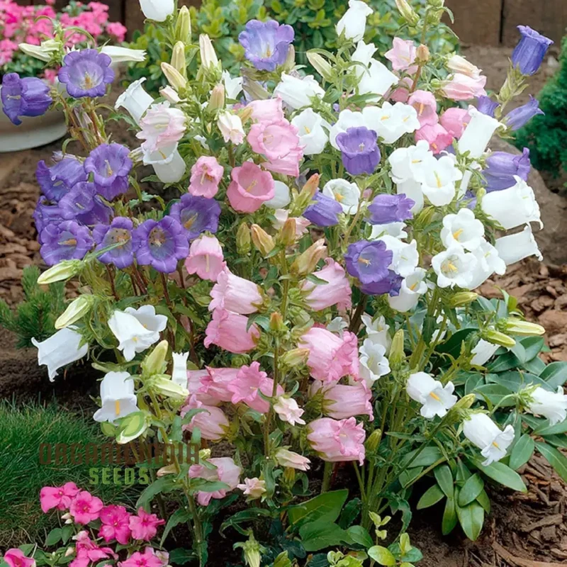 Biennial Campanula Canterbury Bells Flower Seeds for Exquisite Gardening Delights: Grow Your Own Tranquil Oasis with these Exquisite Seeds