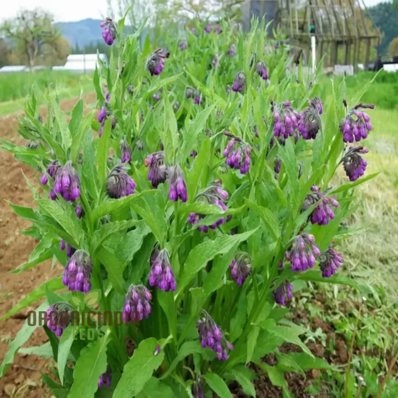 Symphytum Comfrey Flower Seeds, Essential Guide to Planting and Gardening with these Powerful Seeds