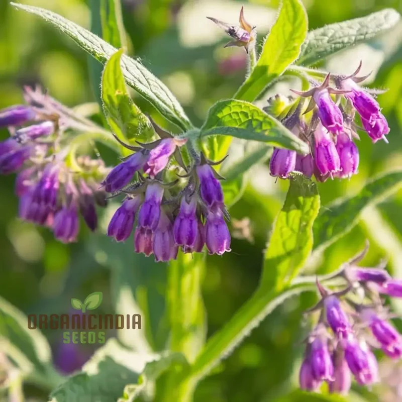Symphytum Comfrey Flower Seeds, Essential Guide to Planting and Gardening with these Powerful Seeds