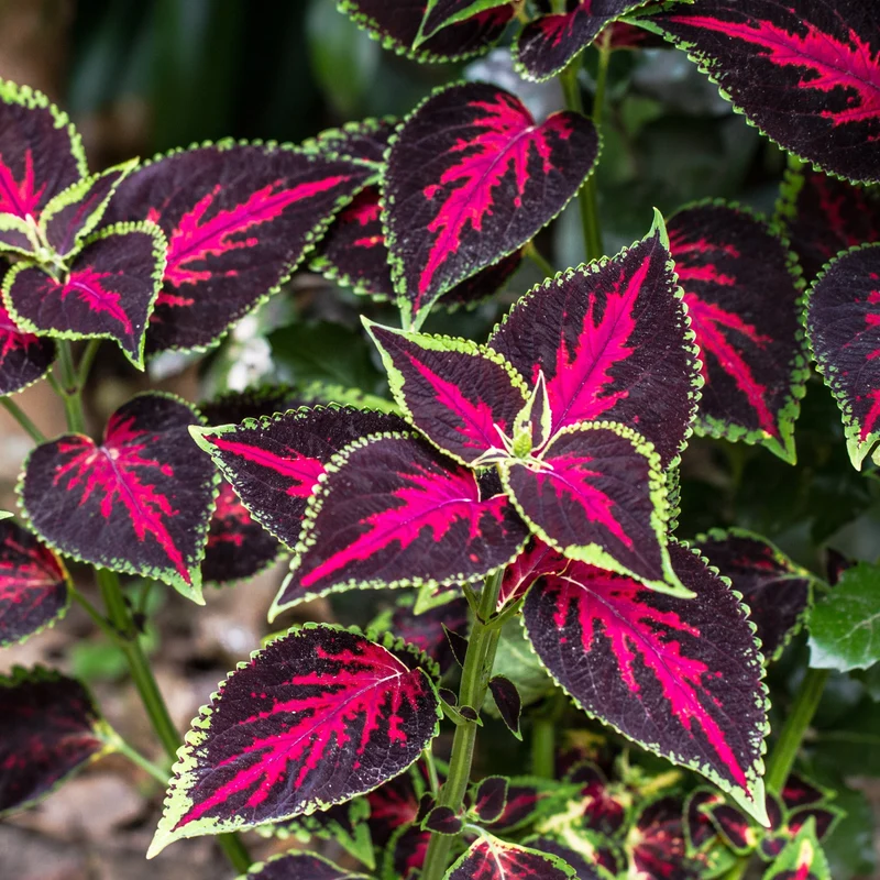 Coléus ‘Sun Chocolate Covered Cherry’ ( Plectranthus scutellarioides )