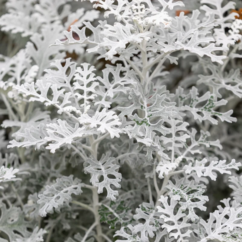 Cinéraire ‘Silver Dust’ ( Senecio cineraria )