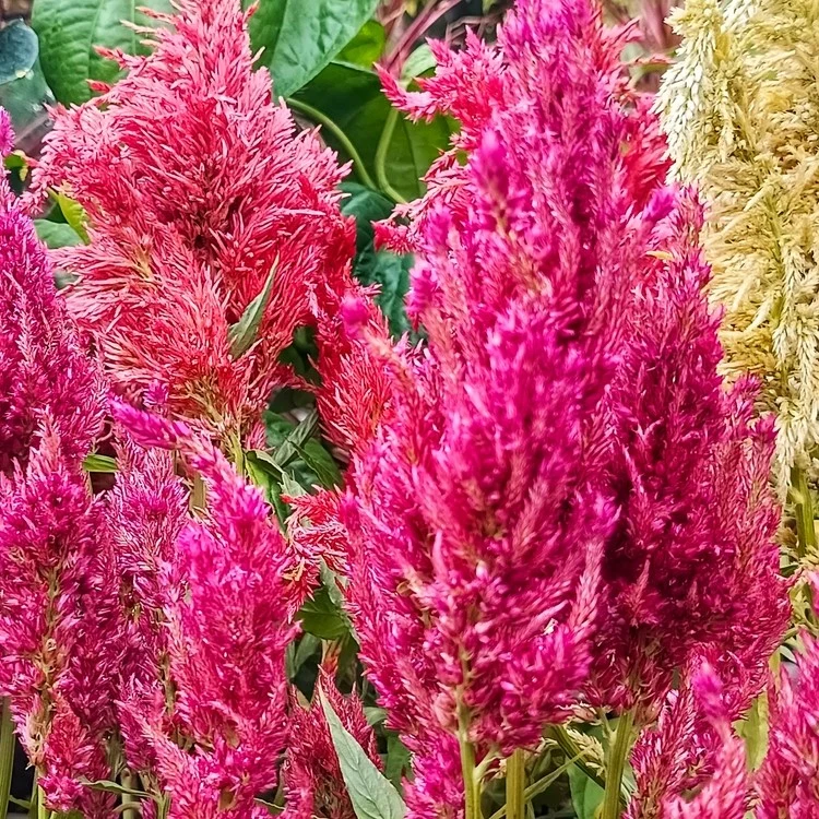 Célosie plumeuse mélange ‘Century’ ( Celosia plumosa )