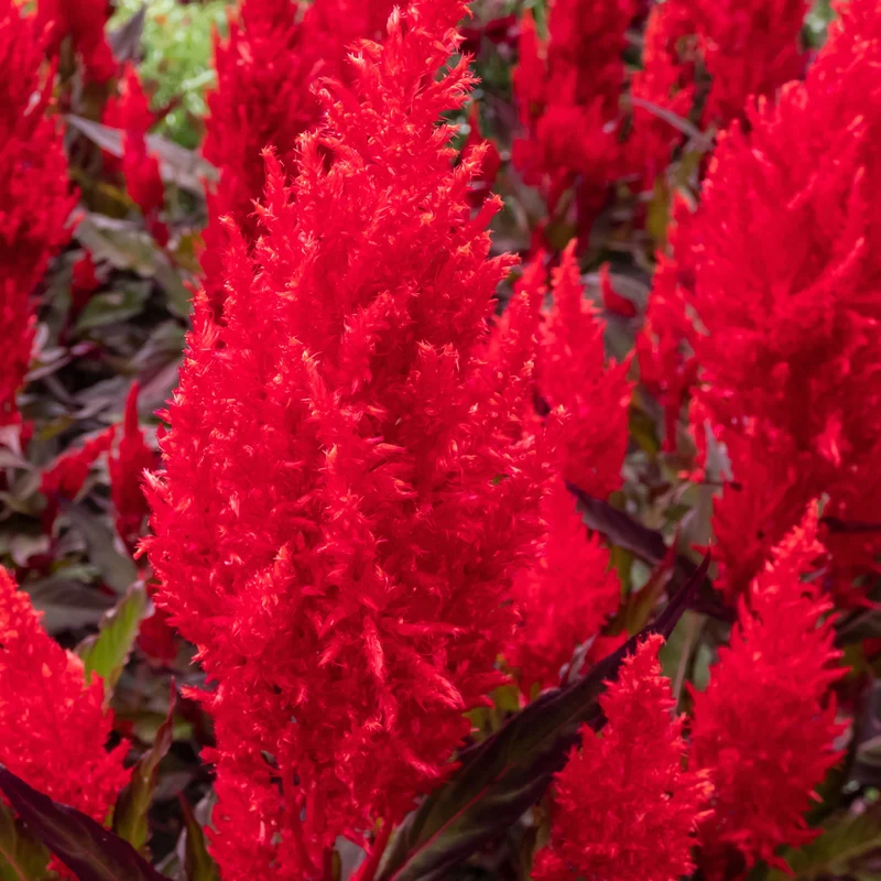 Célosie plumeuse ‘Fresh Look Red’ ( Celosia plumosa )