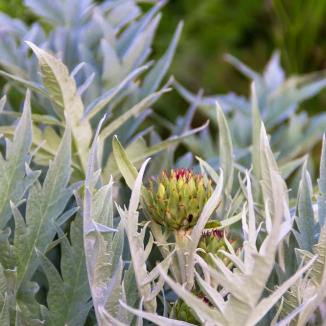 Cardon ‘Silver Leaf’ ( Cynara cardunculus )