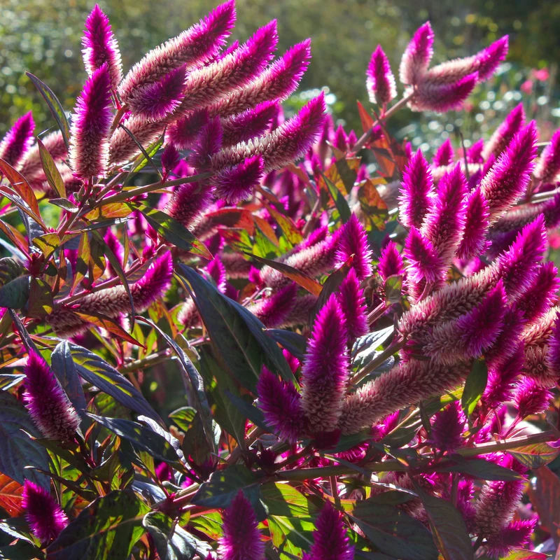 Célosie ‘Asian Garden’ ( Celosia argentea )