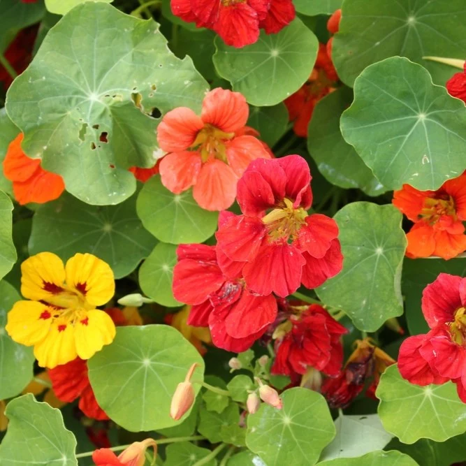 Capucine mélange ‘Whirlybird’ ( Tropaeolum minus )