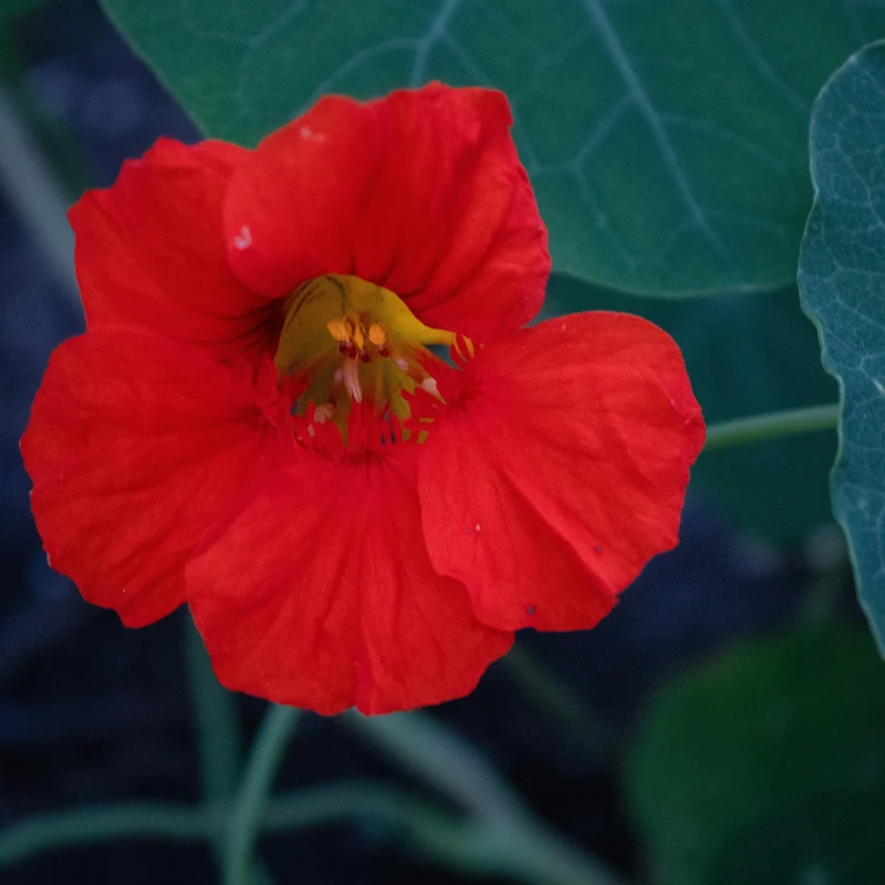 Capucine ‘Princess of India’ ( Tropaeolum minus )