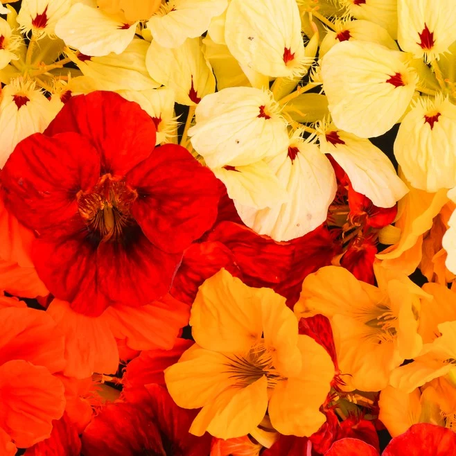 Capucine mélange ‘Strawberry Cream’ ( Tropaeolum minus )