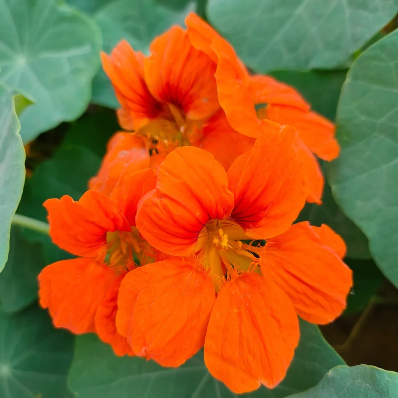 Capucine ‘Orange Troïka’ ( Tropaeolum majus )
