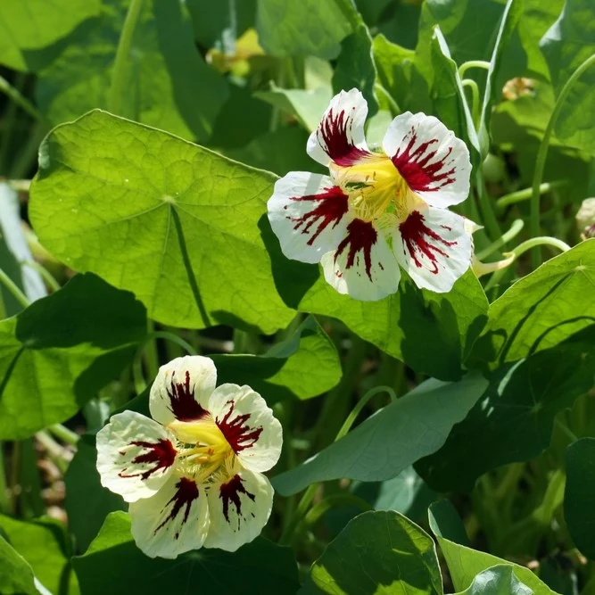 Capucine ‘Orchid Cream’ ( Tropaeolum minus )