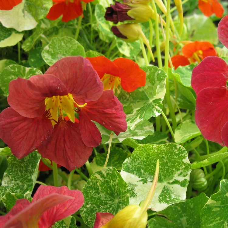 Capucine mélange ‘Jewel of Africa’ ( Tropaeolum majus )