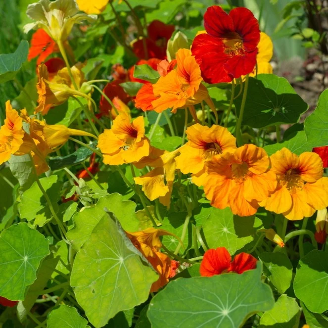 Capucine mélange ‘California Giants’ ( Tropaeolum majus )
