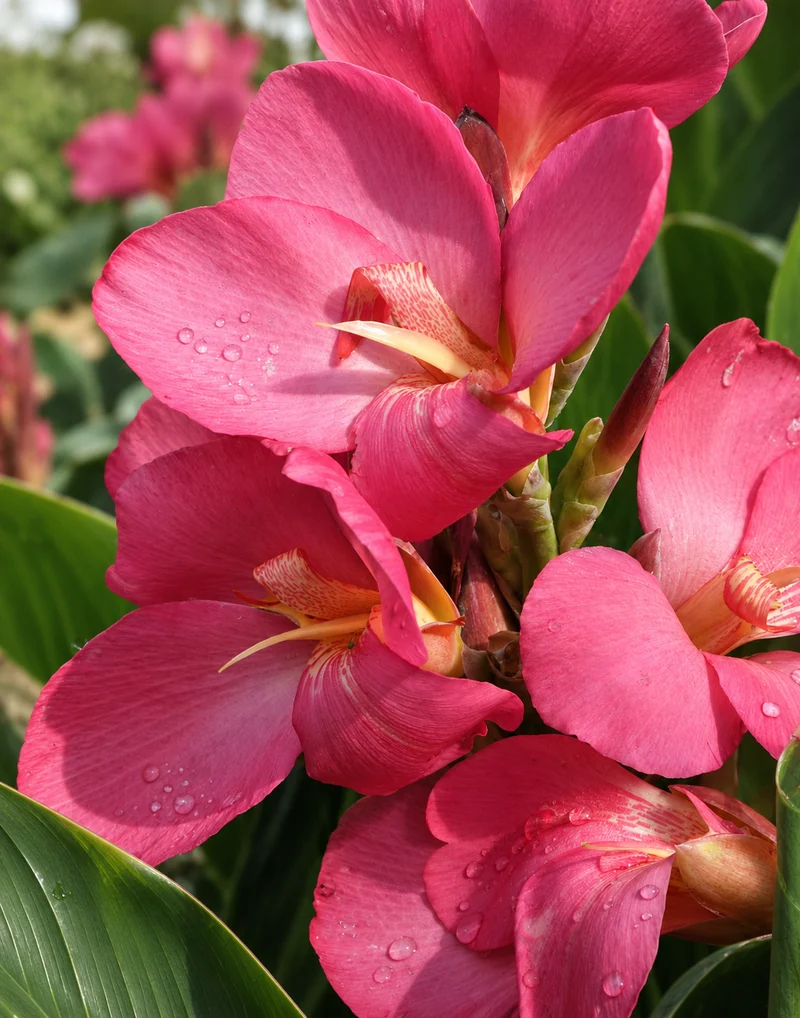 Canna ‘South Pacific™ Rose’ F1 ( Canna x generalis )