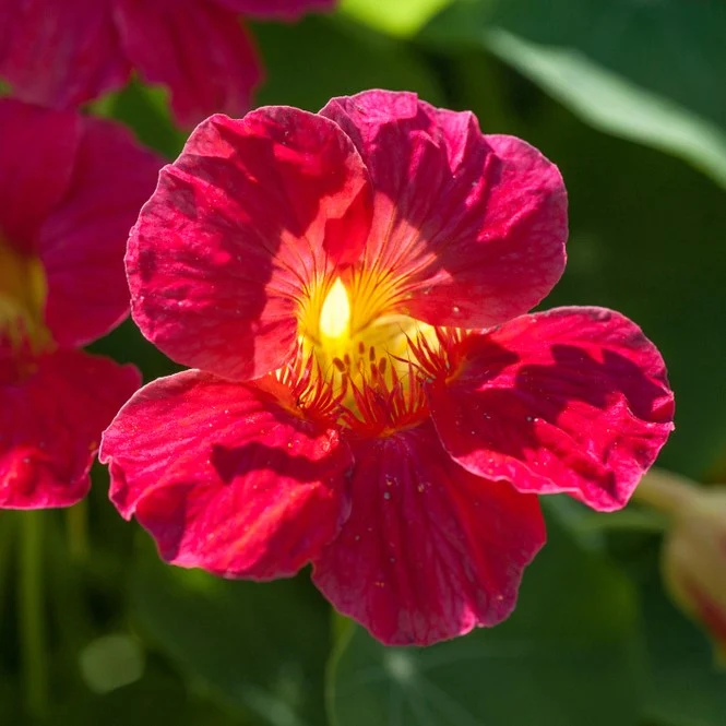 Capucine ‘Baby Rose’ ( Tropaeolum minus )