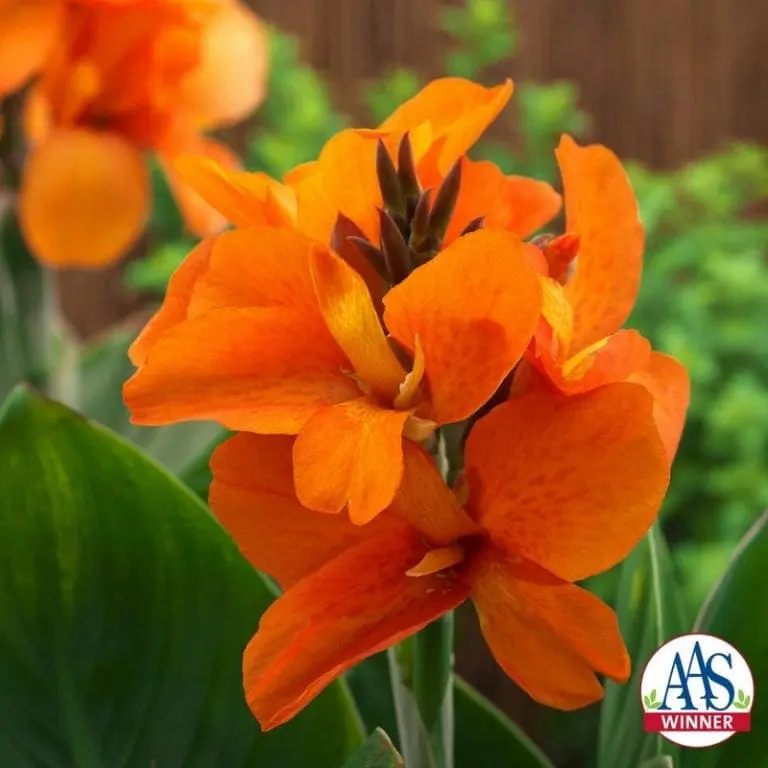 Canna ‘South Pacific™ Orange’ F1 ( Canna x generalis )