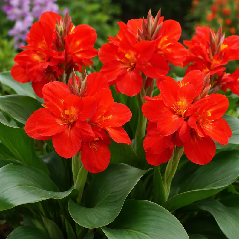 Canna ‘South Pacific™ Scarlet’ F1 ( Canna x generalis )