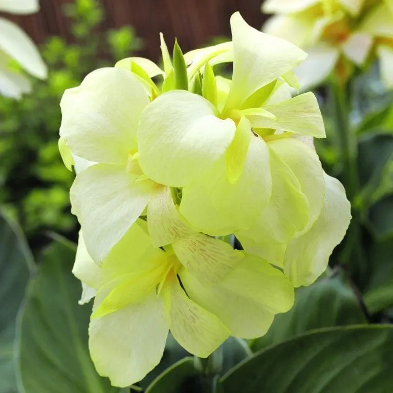 Canna ‘South Pacific™ Ivory’ F1 ( Canna x generalis )