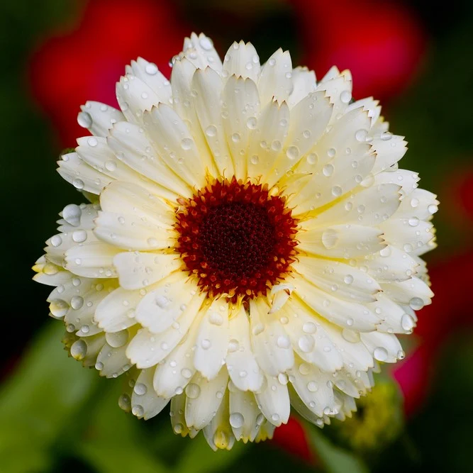 Calendula ‘Snow Princess’ ( Calendula officinalis )