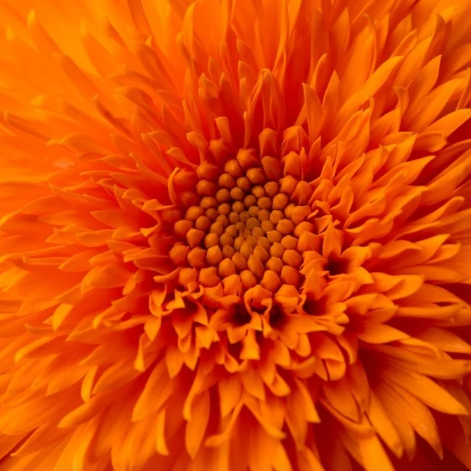 Calendula ‘Neon’ ( Calendula officinalis )