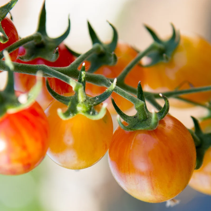 Tomate cerise Bumble Bee Sunrise