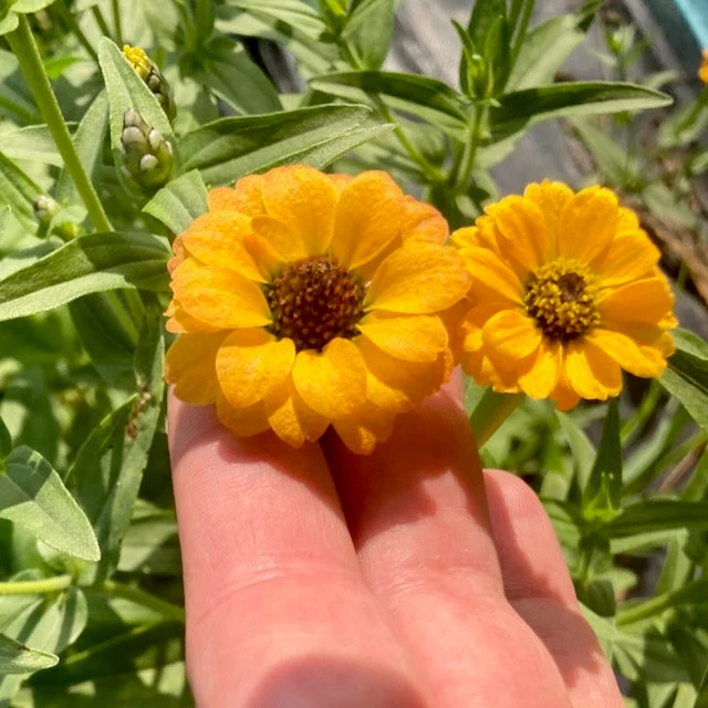 Zinnia du Pérou jaune ( Zinnia peruviana )