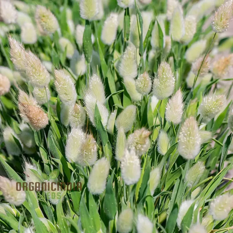 Charming Bunny Tails Flower Seeds, Enhance Your Garden with Delightful Blossoms, Perfect for Planting and Gardening Enthusiasts