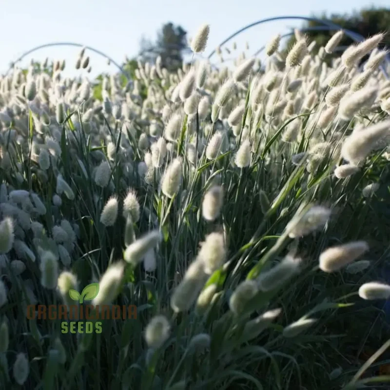 Charming Bunny Tails Flower Seeds, Enhance Your Garden with Delightful Blossoms, Perfect for Planting and Gardening Enthusiasts