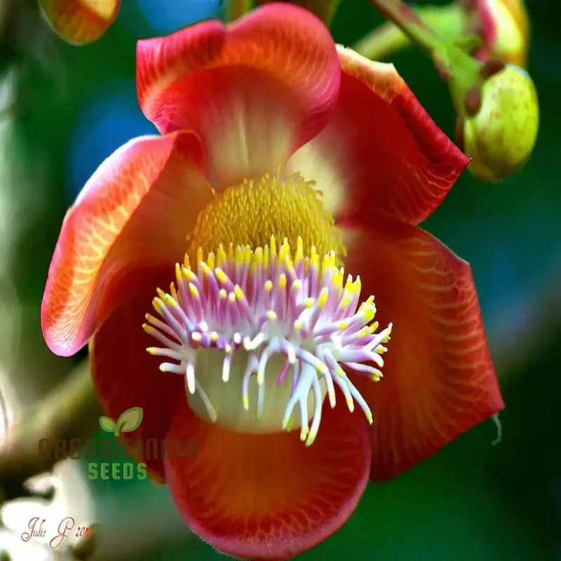 Naga Linga (Shiva Linga) Flower Seeds â€“ Elevate Your Gardening with Exotic, Spiritual Blooms